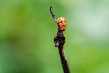 ladybug on dry branch