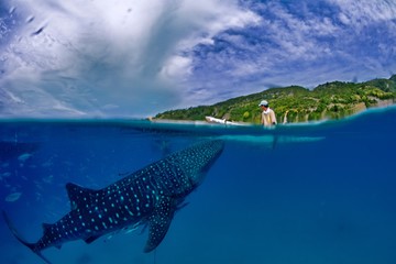 On a sunny day a young Filipino fisherman feeding large whale sh © Kit
