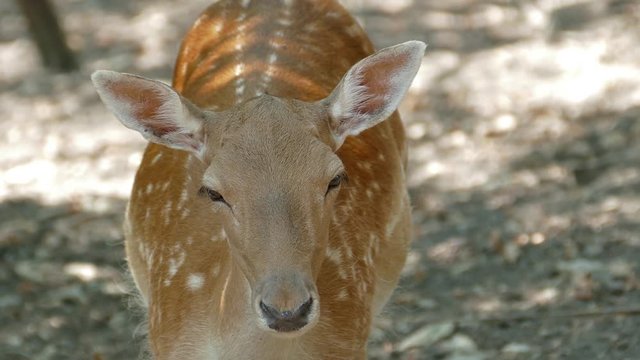 Young deer face closeup 4k
