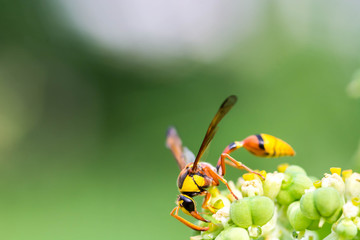 Yellow Wasp is collecting pollen and nectar from flowers
