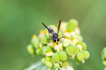 Black wasp on flower