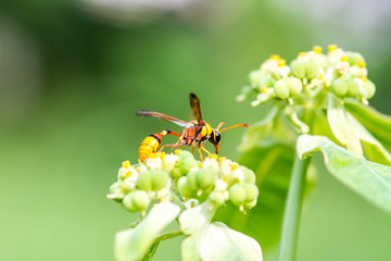 Yellow Wasp is collecting pollen and nectar from flowers