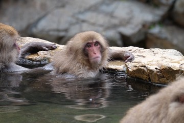 Obraz premium 温泉に入る猿 地獄谷