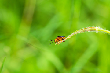 ladybug on a green leaf