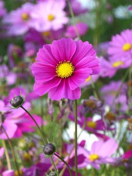 Close-up of blooming vivid pink Mexican Aster flowers in the flowers field, vertical picture