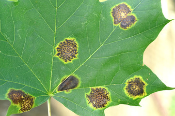 Rhytisma acerinum on maple leaf - obrazy, fototapety, plakaty