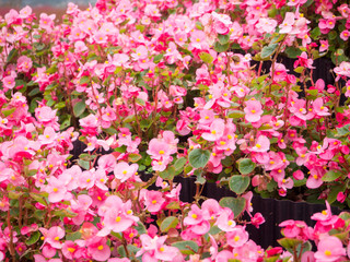 Pink Begonia or Pelargonium flower at Kawaguchiko lake in Japan