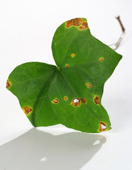 Leaf spots on ivy leaf