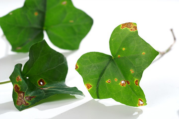 Leaf spots on ivy leaf - obrazy, fototapety, plakaty