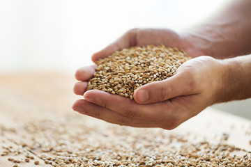 male farmers hands holding malt or cereal grains