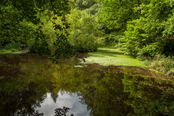 SMALL LAKE IN CENTRE OF THE UPPER DEARNE WOODLANDS FOREST, WEST YORKSHIRE, ENGLAND © DawidDobosz