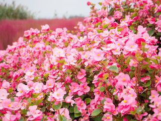 Pink Begonia or Pelargonium flower at Kawaguchiko lake in Japan