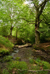 TREES AT UPPER DEARNE WOODLANDS, UNITED KINGDOM, WEST YORKSHIRE © DawidDobosz