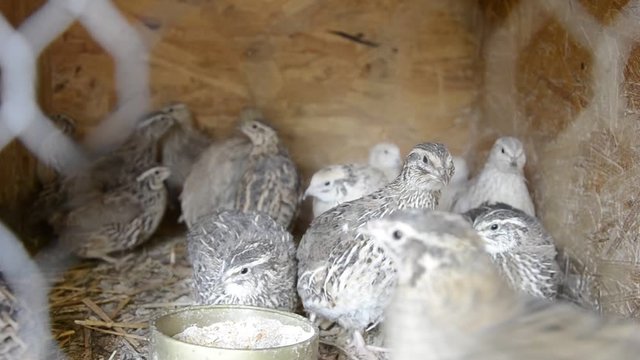 Group of small Japanese quails in a wooden cage on tha barnyard
