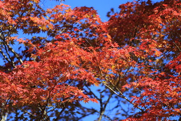 高野山の秋景色