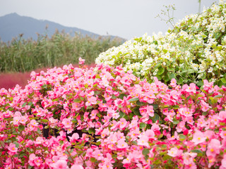 Fototapeta premium Pink Begonia or Pelargonium flower at Kawaguchiko lake in Japan