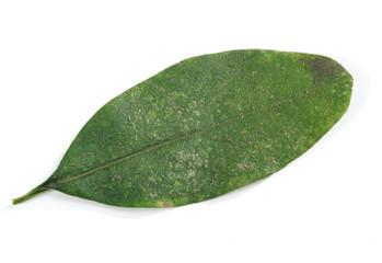 Red spider mite ( Tetranychus urticae ) on leaf of privet - obrazy, fototapety, plakaty