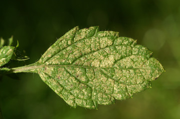 Red spider mite ( Tetranychus urticae ) on leaf of lemon balm