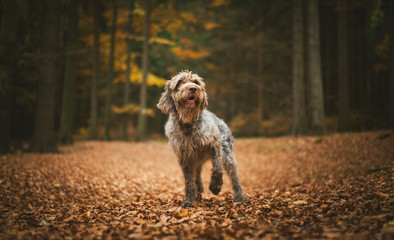 Dog (Bohemian wire-haired Pointing griffon) Staying on the Ground in the Autumn Forest