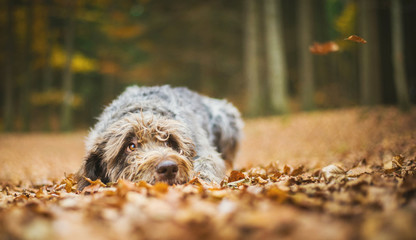 Dog (Bohemian wire-haired Pointing griffon) lying on the Ground in the Autumn Forest