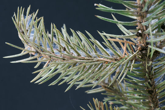Spruce spider mite ( Oligonychus ununguis ) on spruce