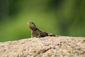 Lizard