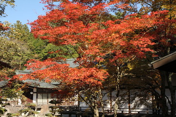 高野山の秋景色