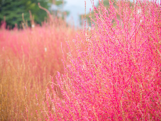 Close up of kochias plant in autumn at Kawaguchiko lake , Yamanashi prefecture , Japan