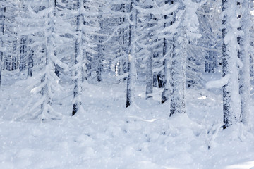 Forest with snow cover