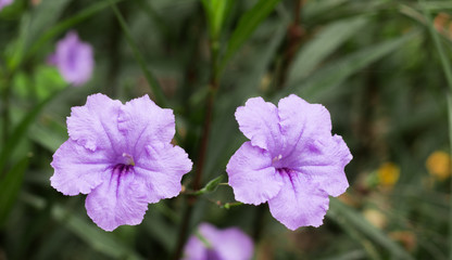 beautiful purple flower in the garden