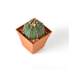 Cactus isolated on white background