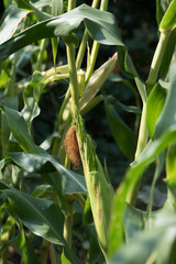 Corn in an organic garden