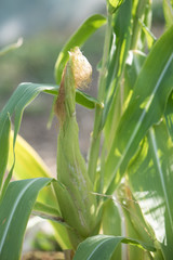 Corn in an organic garden