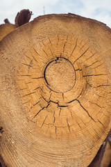 Trunk section with annual ring.Tree rings. Cross section of tree