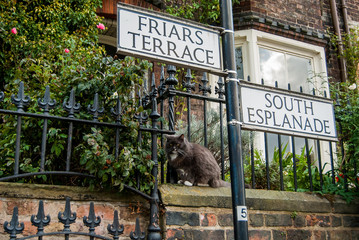 Kot w York, Północna Anglia  © DawidDobosz