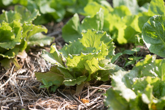 Young lettuce in an organic garden
