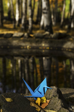 Blue crane and water reflections