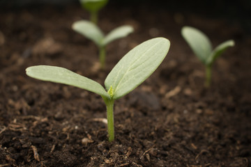 Cucumber seedling