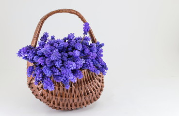 Fototapeta na wymiar Hyacinth flowers in a basket. Romantic present