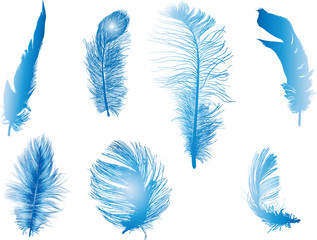 seven fluffy blue feathers isolated on white