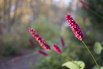 Fleur rose d'automne