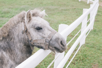 horse