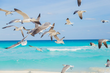 Birds on the beach. Soaring seagull over the ocean