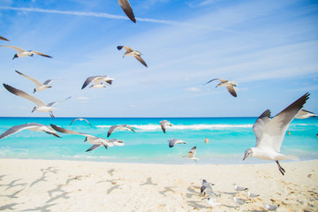 Birds on the beach. Soaring seagull over the ocean
