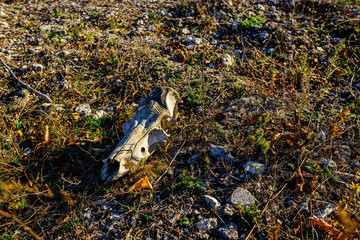 cow skull lying on the ground