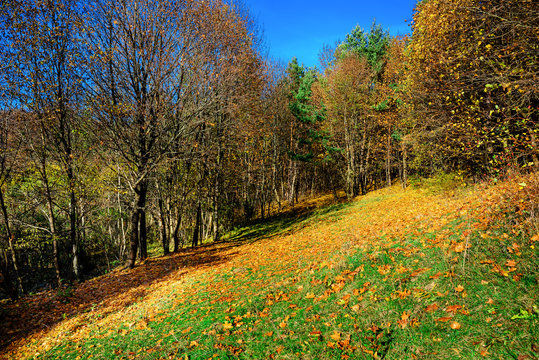 Fototapeta birch forest in sunny afternoon while autumn season