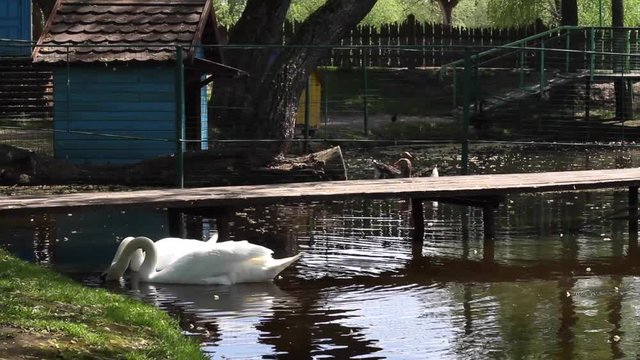 Two beautiful white swans eating and drinking on a pond