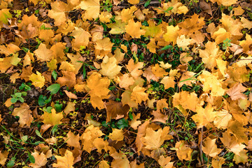 Yellow, orange and red autumn leaves in fall park