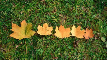 grass with autumn leaves