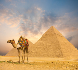 Fiery Sunset Egypt Pyramids Camel Foreground H